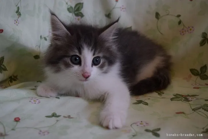 ID：1604-00491の子猫