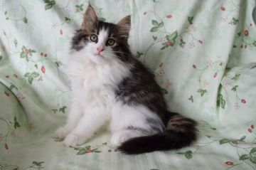 ノルウェージャンフォレストキャット【静岡県・女の子・2017年6月28日・ブラウンマッカレルタビ-&ホワイト】の写真「アイラインくっきりの美しい甘えん坊の女の子です。」