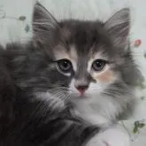 ノルウェージャンフォレストキャット【静岡県・女の子・2022年4月22日・ブル-パッチドタビ-&ホワイト】の写真1「6月24日に撮影しました。前足ソックスです。」