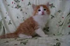 ノルウェージャンフォレストキャット【静岡県・男の子・2017年4月19日・レッドマッカレルタビ-&ホワイト】の写真1