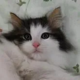 ノルウェージャンフォレストキャット【静岡県・男の子・2022年12月1日・ブラウンマッカレルタビー&ホワイト】の写真1「2月3日に撮影しました。」