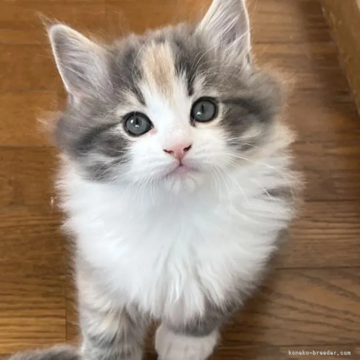 ID:2211-02829の子猫