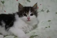 ノルウェージャンフォレストキャット【静岡県・男の子・2022年3月11日・ブラウンクラシックタビー&ホワイト】の写真2「5月7日に撮影しました。」