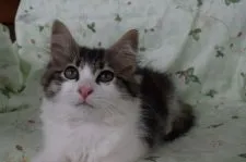 ノルウェージャンフォレストキャット【静岡県・女の子・2018年4月6日・ブラウンマッカレルタビ-&ホワイト】の写真2「6/１５日撮影」