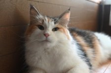 ノルウェージャンフォレストキャット【・女の子・2018年8月4日・ブラウンパッチドタビー&ホワイト】