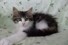 ノルウェージャンフォレストキャット【静岡県・女の子・2018年4月6日・ブラウンマッカレルタビ-&ホワイト】の写真3「6/１５日撮影」