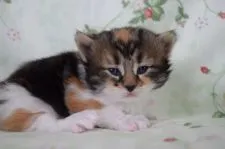 ノルウェージャンフォレストキャット【静岡県・女の子・2021年2月16日・ブラウンパッチドタビー&ホワイト】の写真4