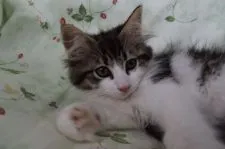 ノルウェージャンフォレストキャット【静岡県・女の子・2018年4月6日・ブラウンマッカレルタビ-&ホワイト】の写真5「6/１５日撮影」