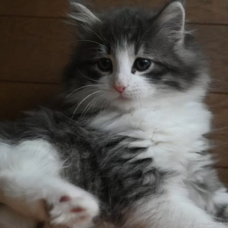 ID：2503-00015の子猫