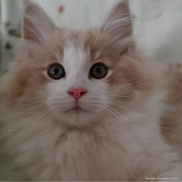 H.H 様のお迎えした子猫