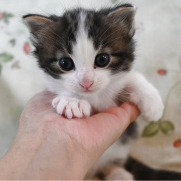 ノルウェージャンフォレストキャット【静岡県・男の子・2025年9月30日・ブラウンクラシックタビ-&ホワイト】の写真「女の子のようなお顔の男の子です。」