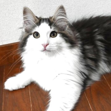 ノルウェージャンフォレストキャット【静岡県・男の子・2025年2月15日・ブラウンマッカレルタビ-&ホワイト】の写真「きれいなハチワレです。」