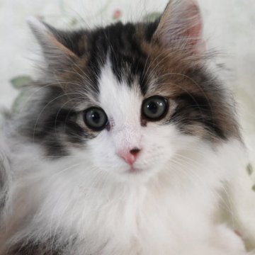 ノルウェージャンフォレストキャット【静岡県・男の子・2025年2月15日・ブラウンマッカレルタビ-&ホワイト】の写真「耳の先が両方白いです。」