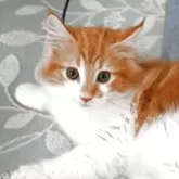 ノルウェージャンフォレストキャット