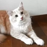 ノルウェージャンフォレストキャット