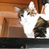 ノルウェージャンフォレストキャット
