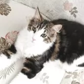 ノルウェージャンフォレストキャット
