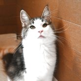 ノルウェージャンフォレストキャット