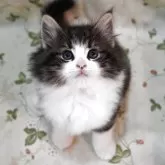 ノルウェージャンフォレストキャット