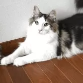 ノルウェージャンフォレストキャット