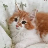 ノルウェージャンフォレストキャット