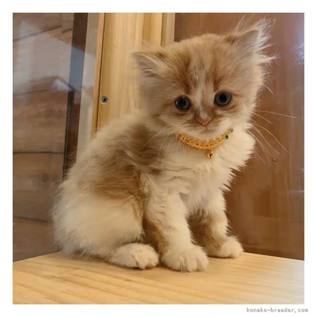 ID：2105-01799の子猫