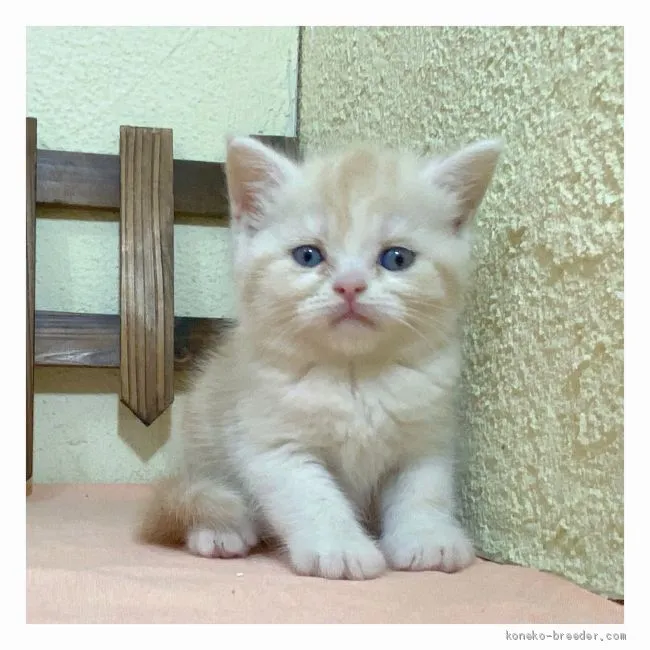 ID：2009-01229の子猫