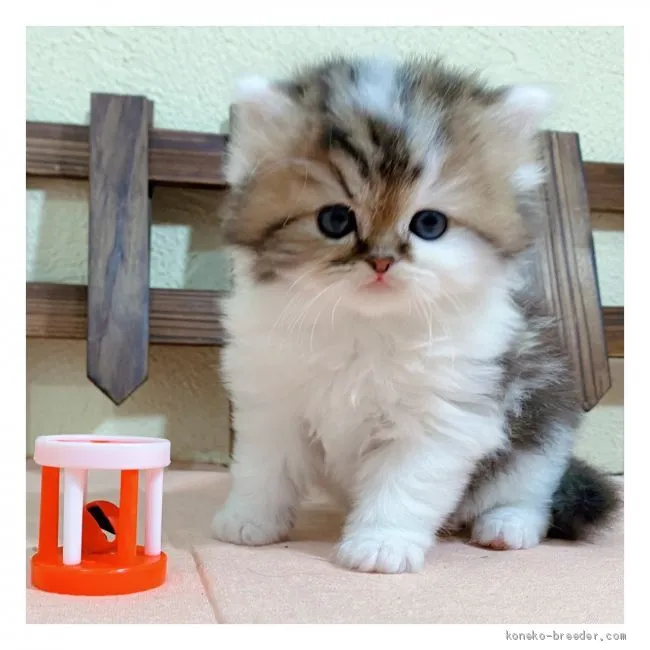 ID：2012-00239の子猫