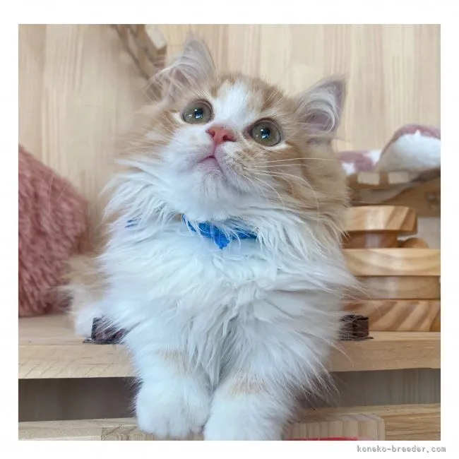 ID：2106-00559の子猫
