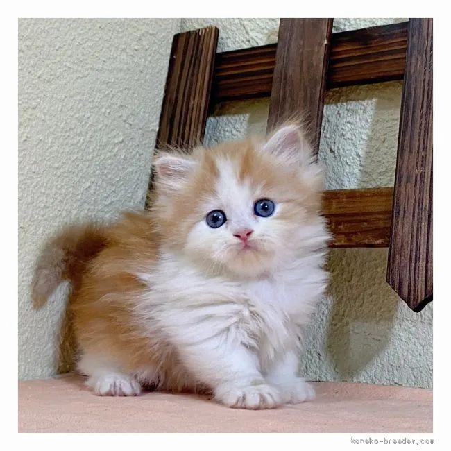 ID：2010-01412の子猫