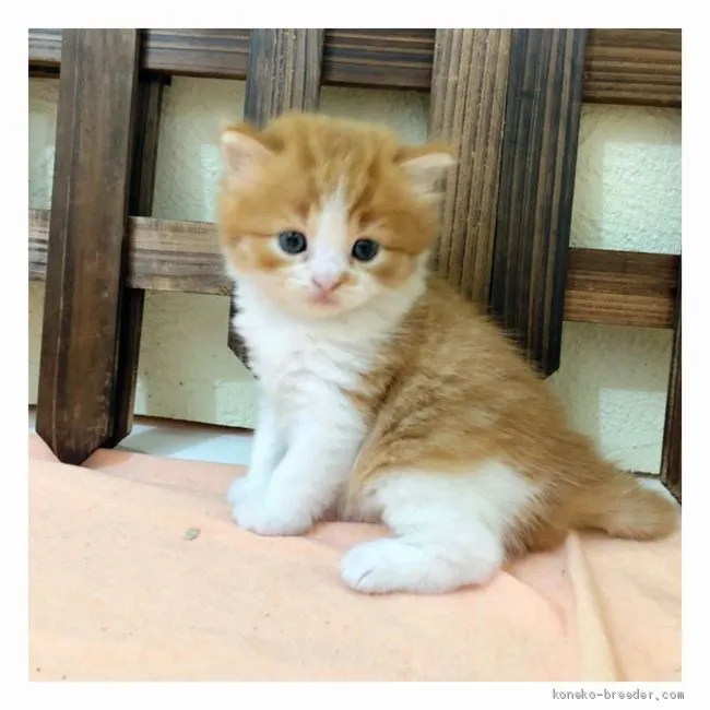 ID:2007-00046の子猫
