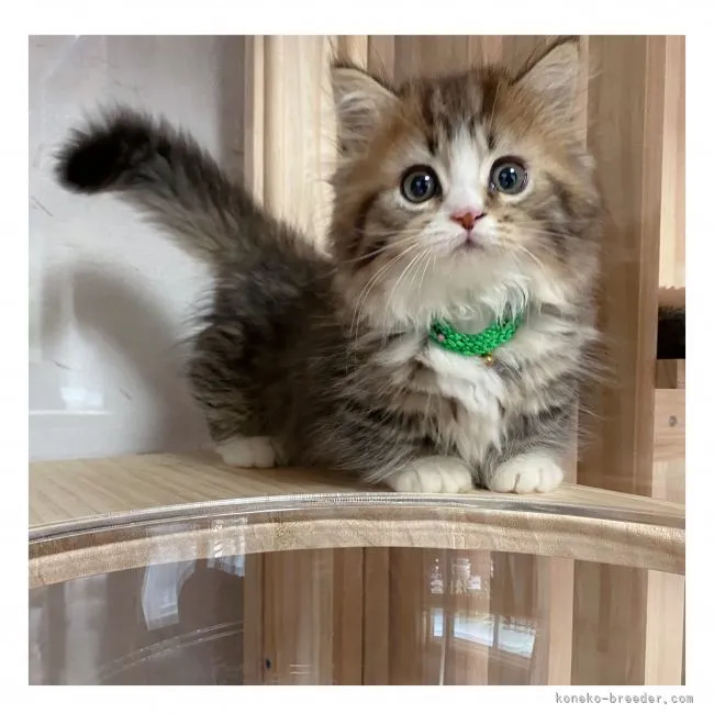 ID：2107-00214の子猫