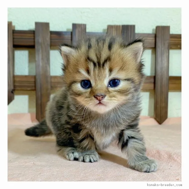 ID：2007-00751の子猫