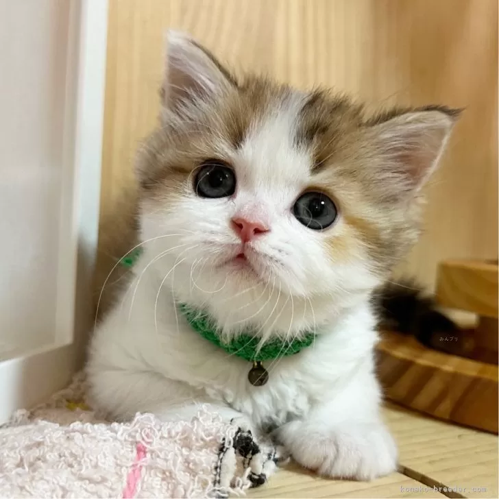 ID：2406-01513の子猫