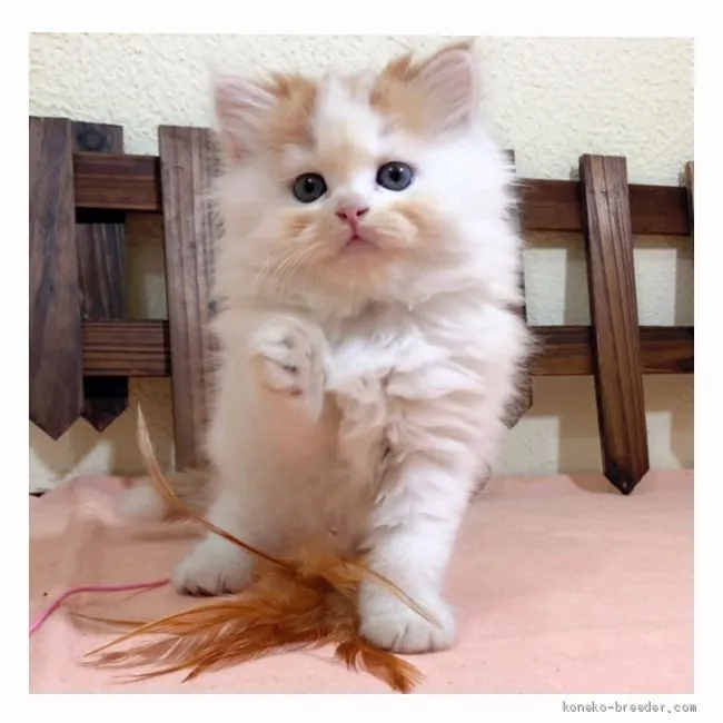 ID：2009-02011の子猫