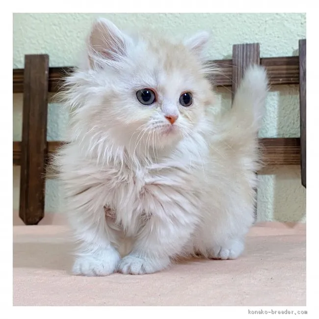 ID：2010-01415の子猫