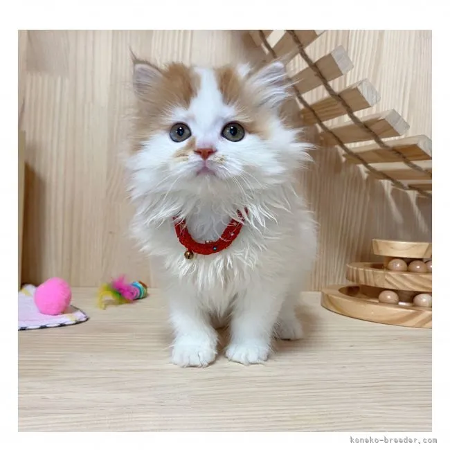 ID：2108-02580の子猫