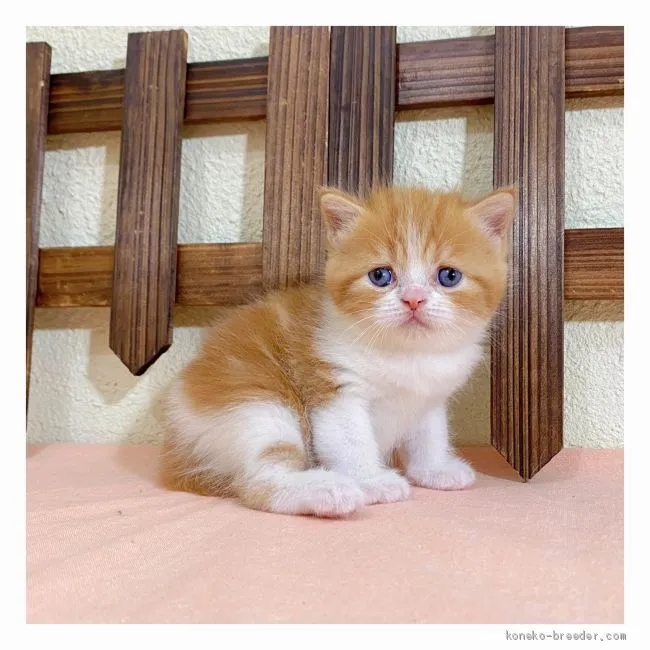ID：2008-01484の子猫