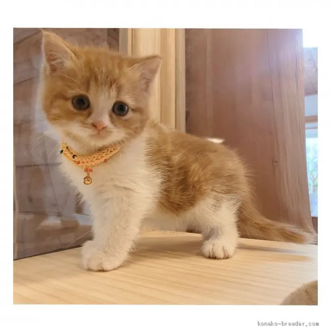 ID：2012-01104の子猫