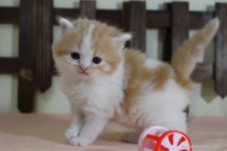 ID：2006-00246の子猫