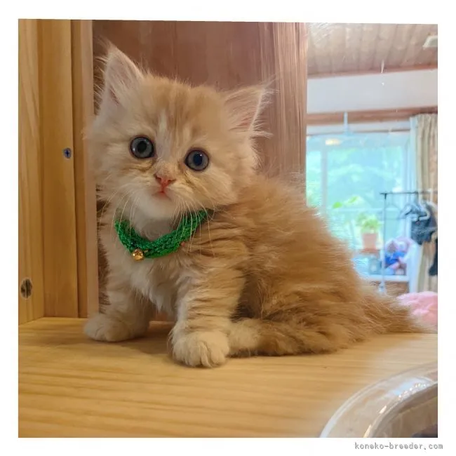 ID：2105-01649の子猫
