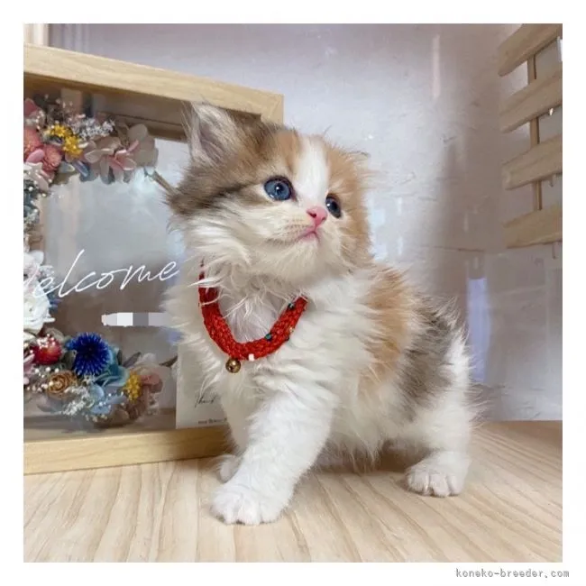 ID：2109-00281の子猫
