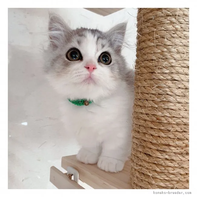 ID：2110-01042の子猫