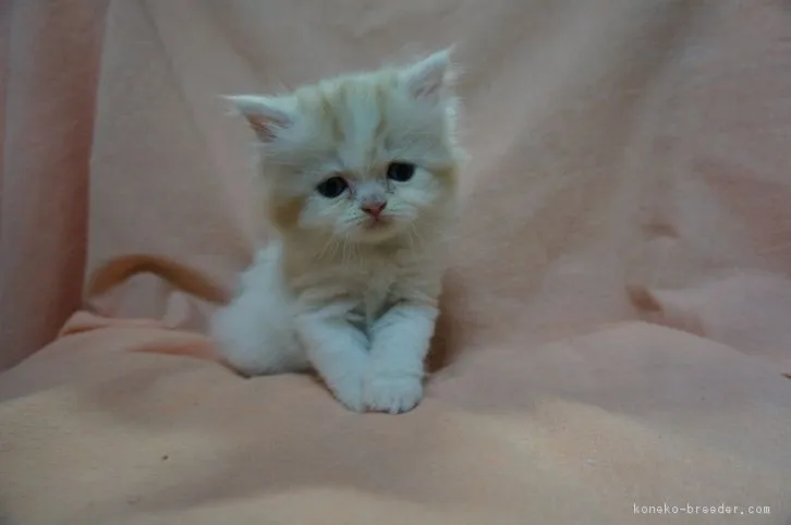 ID：1604-00032の子猫