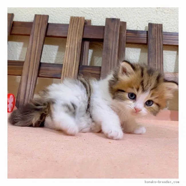 ID：2008-01251の子猫