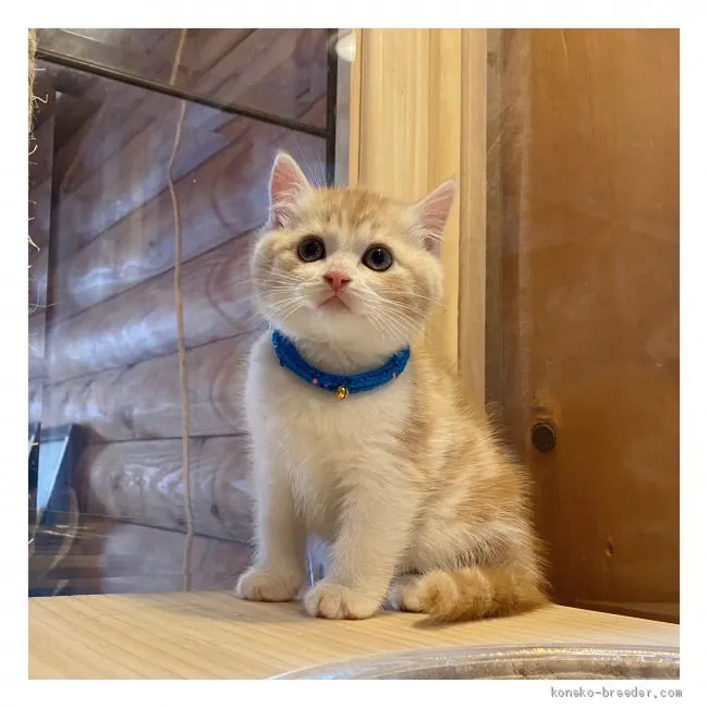 ID：2012-01102の子猫