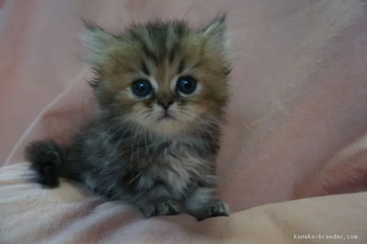 ID：1607-00214の子猫