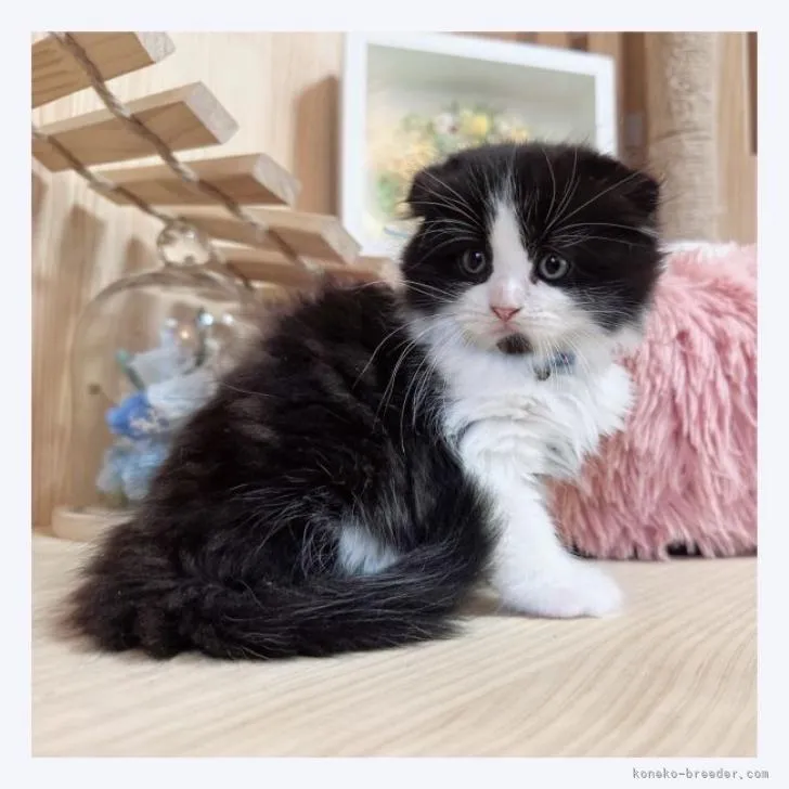 ID：2210-03058の子猫