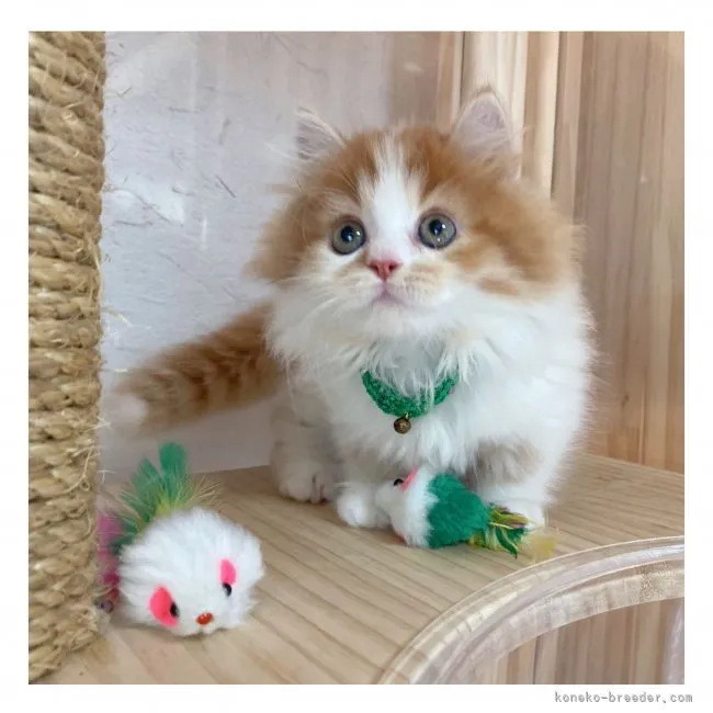 ID:2109-00019の子猫