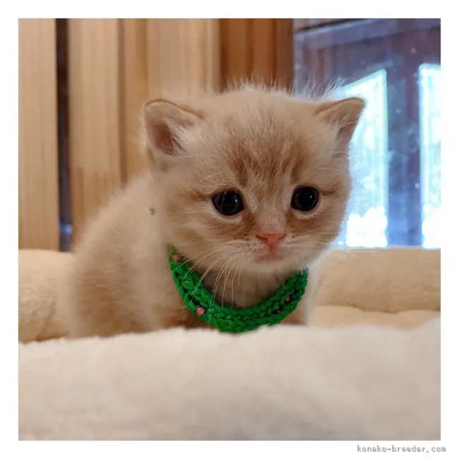ID：2105-00074の子猫